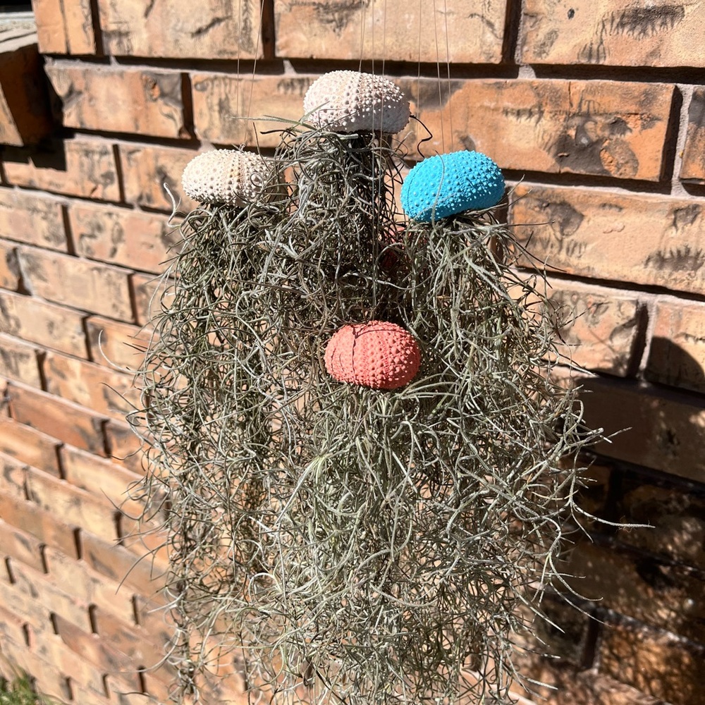 Jellyfish Moss- Colorful Sea Urchin Air Plant Holder $14 EACH